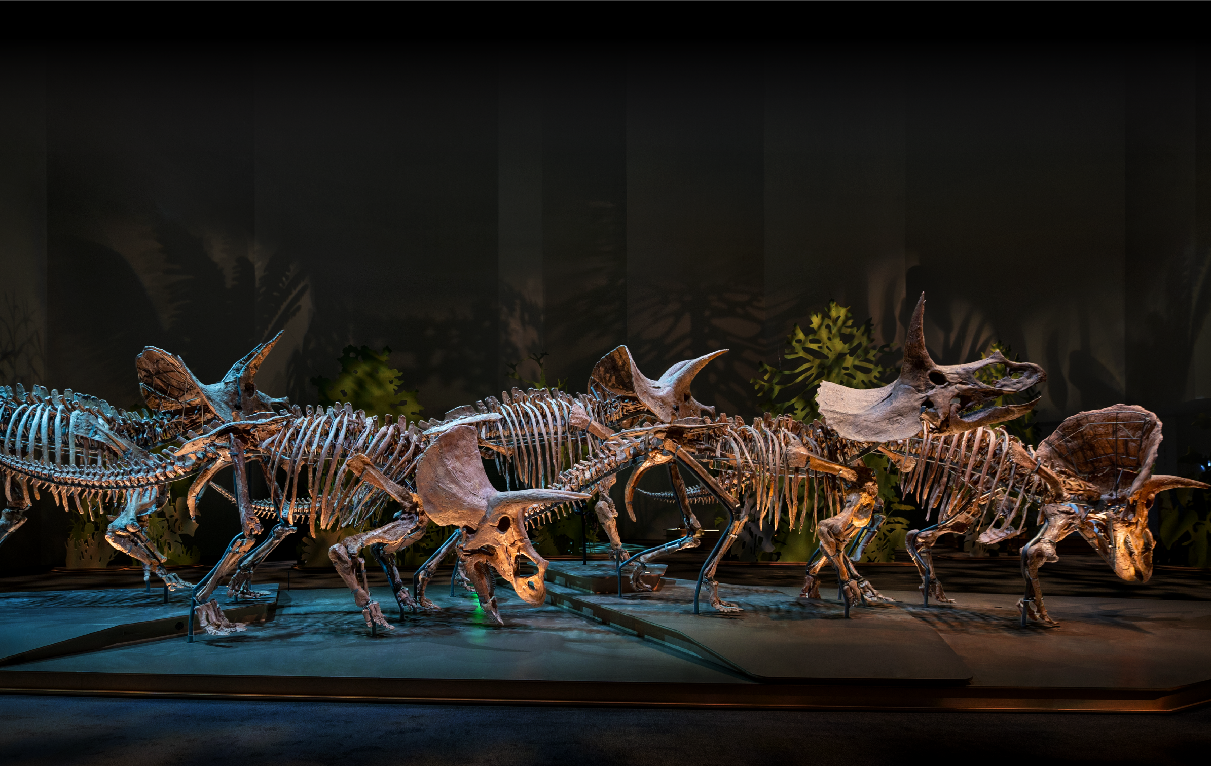 Natural History Museum Skeleton
